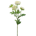Rama Ranunculus 62cm