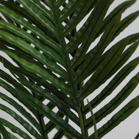 Planta Palmera de Madagascar 90cm