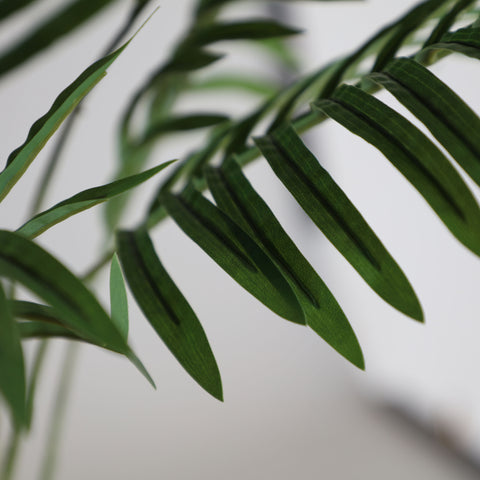 Planta Palmera de Madagascar 90cm