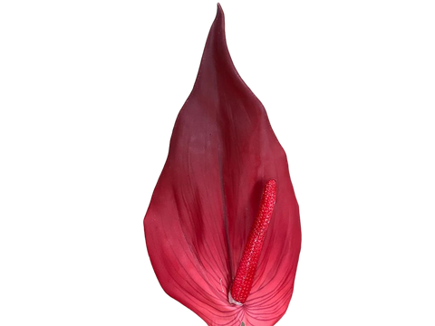 Branche d'Antihurium Rouge 69cm